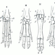 Karl Gegenbaur’s sketch of corresponding parts of the human hand to forelimbs (1870). Public domain.